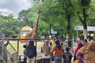 Suasana Kebun Binatang Surabaya yang masih menjadi jurusan masyarakat sekitar untuk mengisi hari libur bersama keluarga.