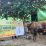 Anggota DPR RI Dapil Surabaya–Sidoarjo, Adela Kanasya Adies, dengan menyalurkan 46 kambing dan 5 sapi kurban kepada warga.