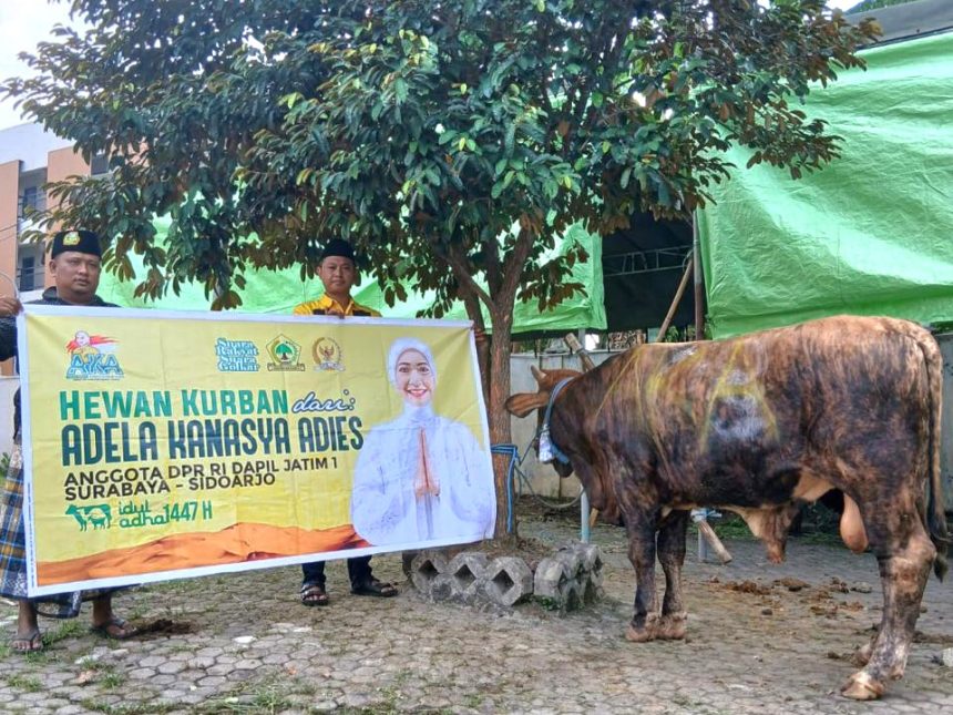 Anggota DPR RI Dapil Surabaya–Sidoarjo, Adela Kanasya Adies, dengan menyalurkan 46 kambing dan 5 sapi kurban kepada warga.